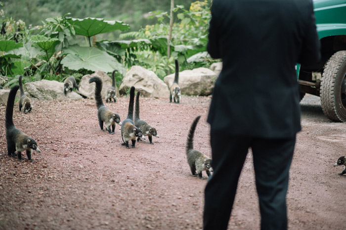 weddings-wild-animals-costa-rica-rain-forest