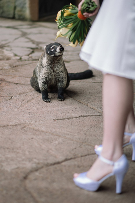 wildlife-at-wedding-bride-photography