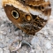 Cambridge Butterfly Conservatory thumbnail