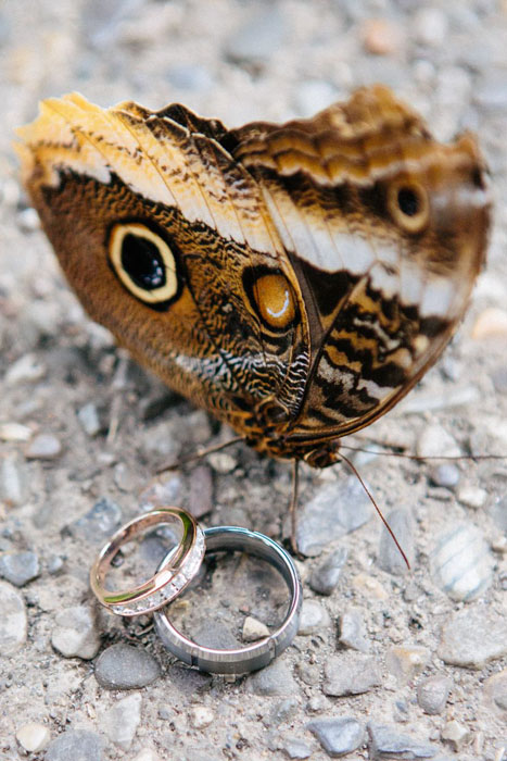 Cambridge Butterfly Conservatory