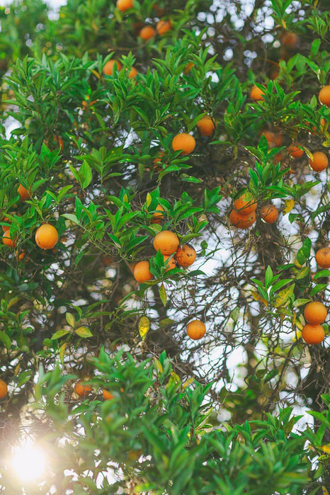 orange tree in San Juan Capistrano