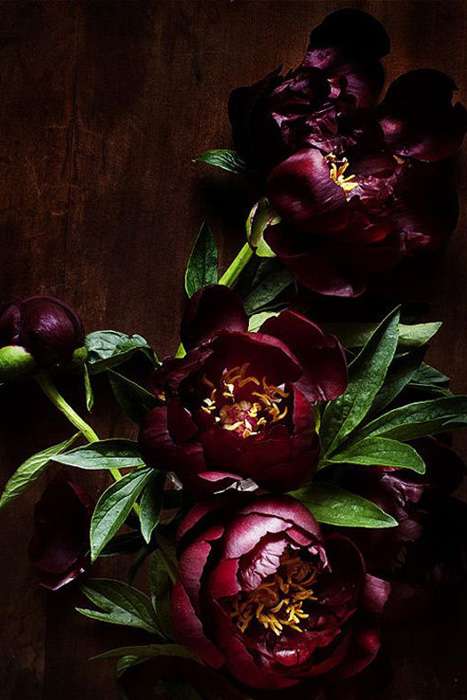 jewel tone peonies