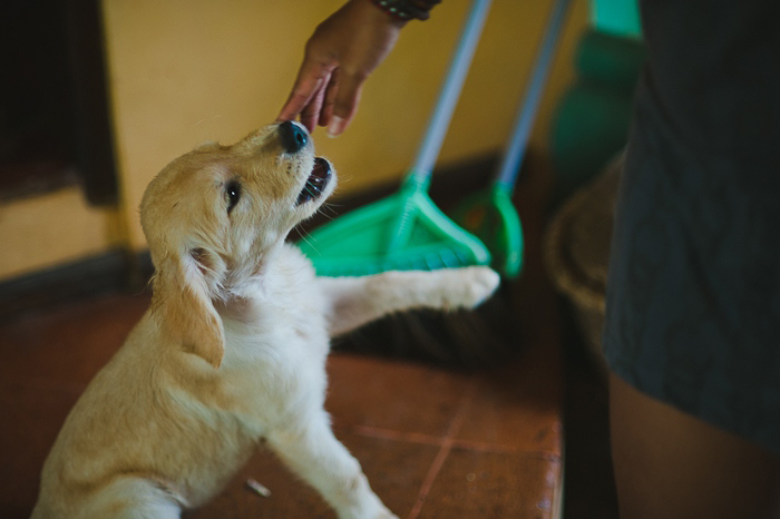 golden retriever puppy in Bali