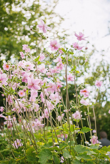 wildflowers