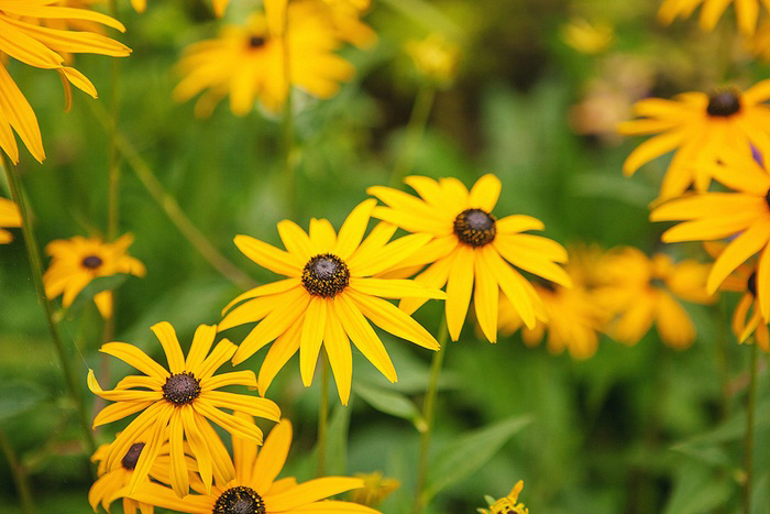 wild black eyed susans