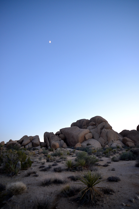 californa joshua tree