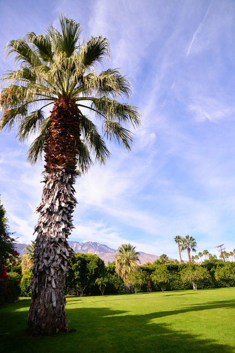 Intimate Weddings in Palm Springs - The Parker Palm Springs - grounds