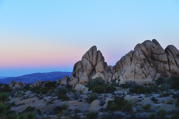 joshua tree dessert