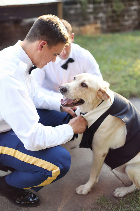 dog ring bearer