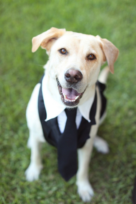 dog in suit and tie