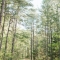 laneway-at-retreat-in-the-pines-mineola-texas thumbnail