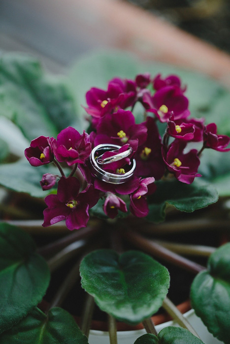 wedding rings on flowers