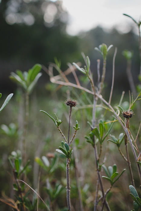 florida plants