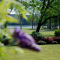 north-carolina-intimate-wedding-venue-hudson-manor-gardens thumbnail