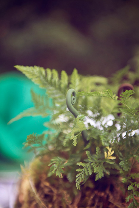 wedding ferns