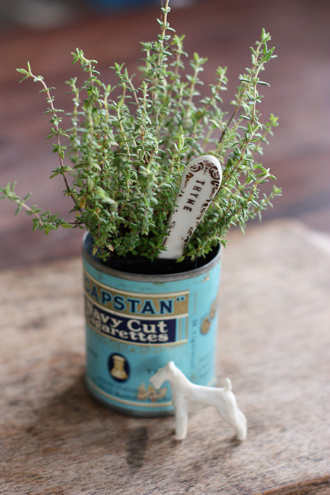 potted herbs in antique can