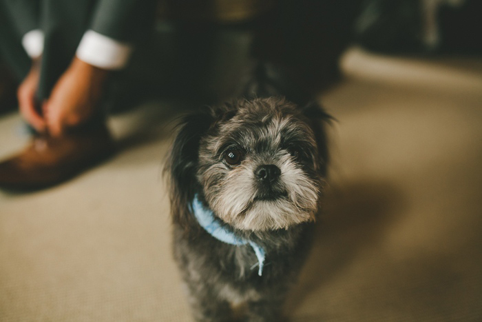 bride and groom's dog