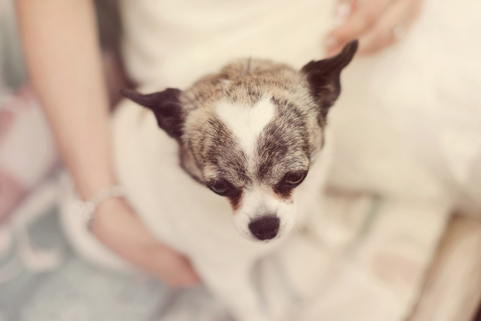 bride and her dog