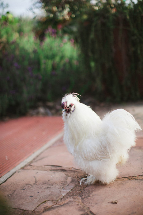 Farm chicken