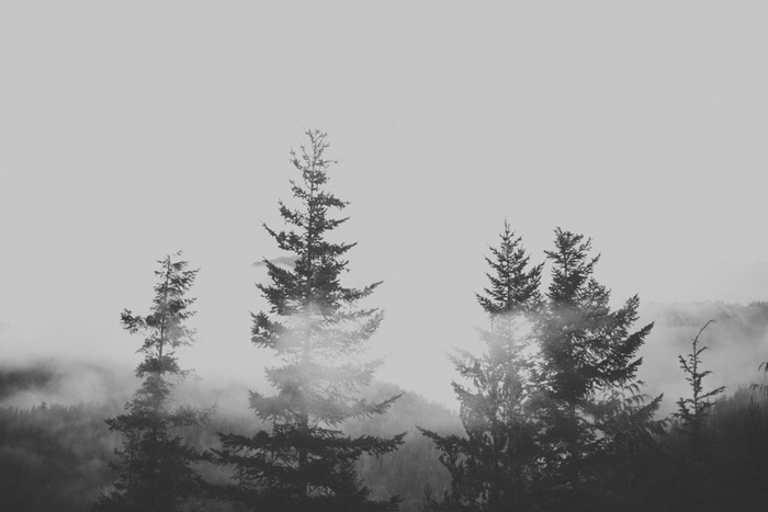 foggy Tofino Trees