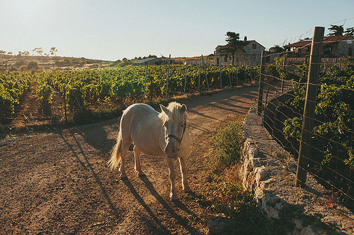 horse in croatian countryside