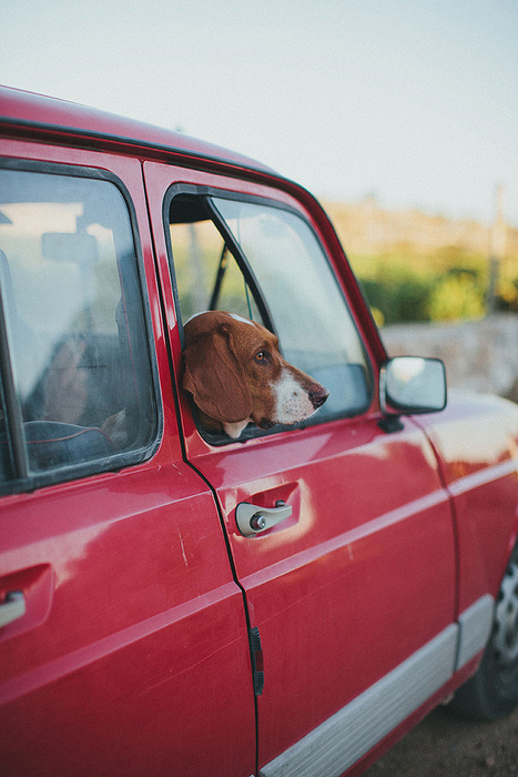 dog in red car