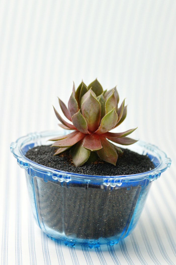 succulent-wedding-4