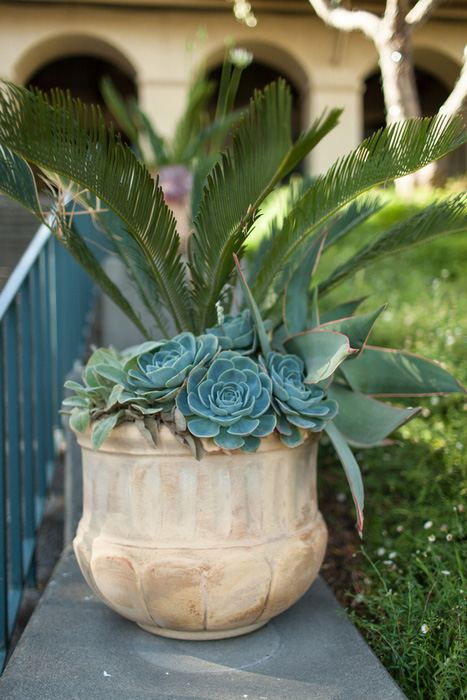 succulent planter