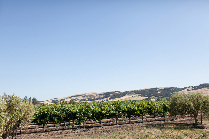 Sonoma vineyard