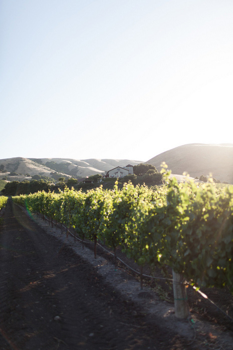 vineyard at sunset