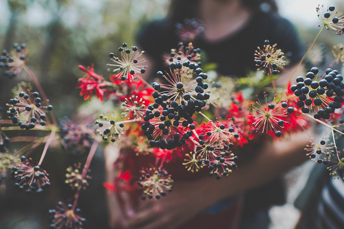 wild flowers