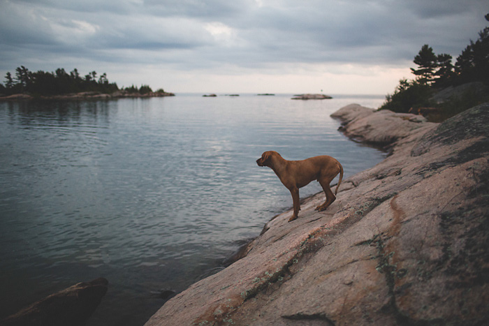 dog by the water