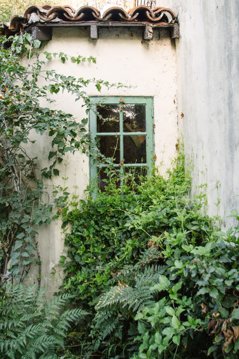 vine covered window