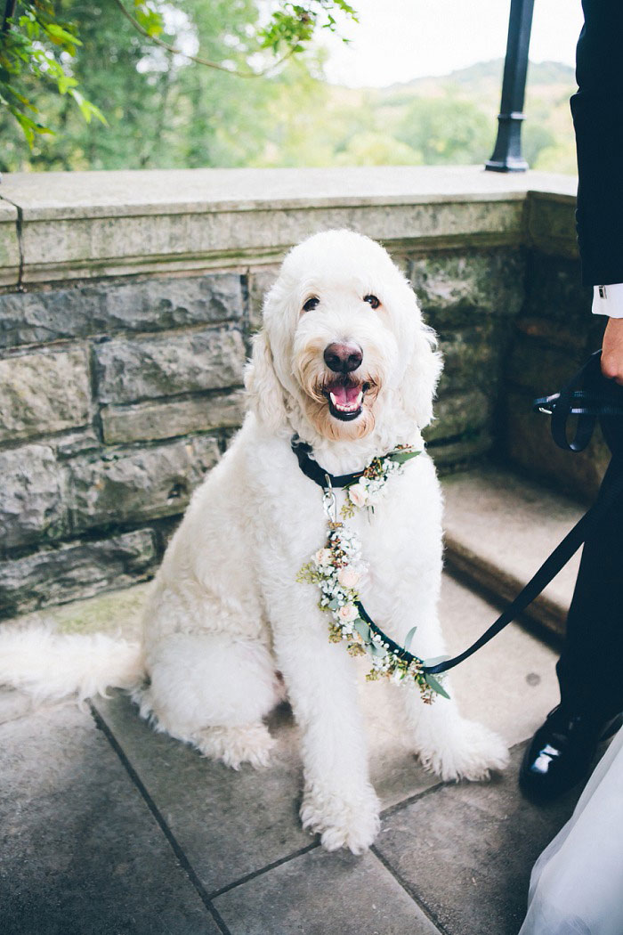 dog wedding portrait