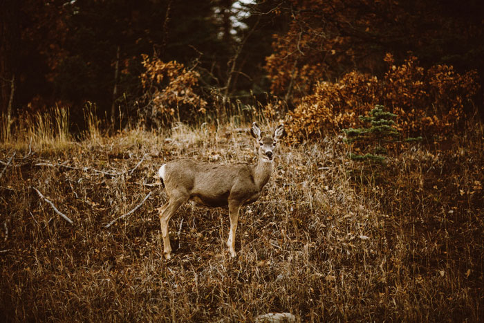 deer in New Mexico mountains