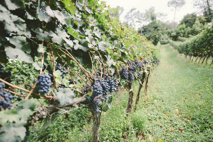 florence vineyard