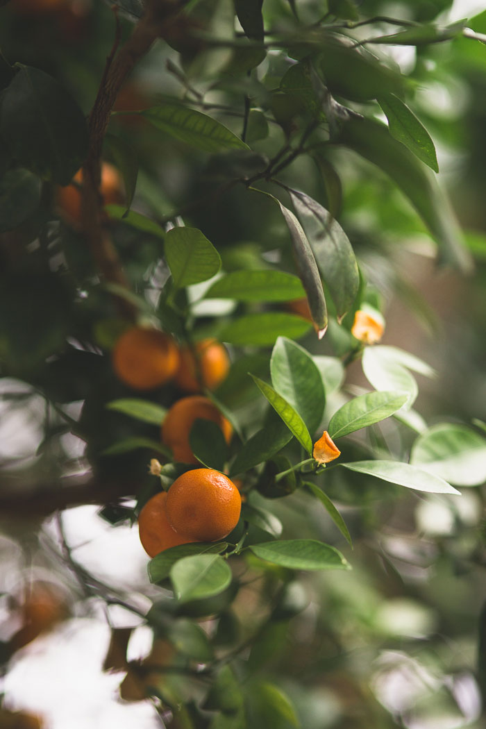 clementines on tree