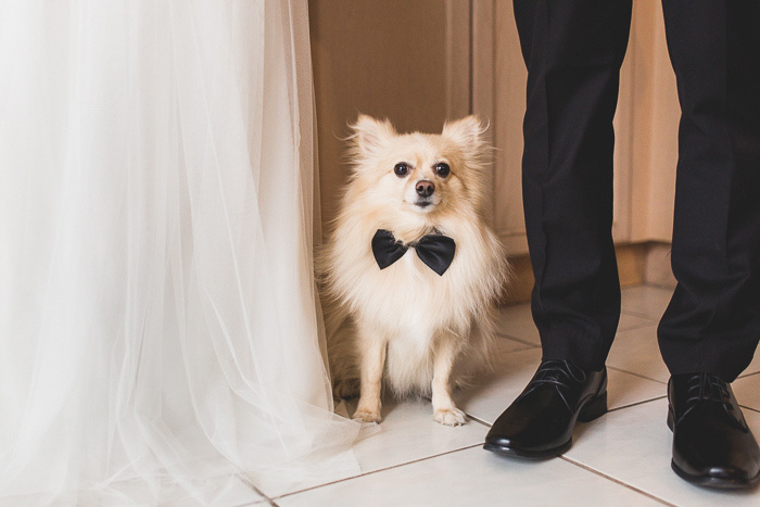 bride and groom with dog wearing bow tie