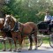 intimate-weddings-inn-at-weston-vt-horse-drawn-carriage thumbnail