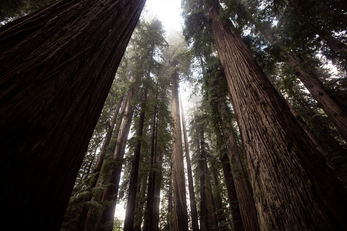 tall forest trees