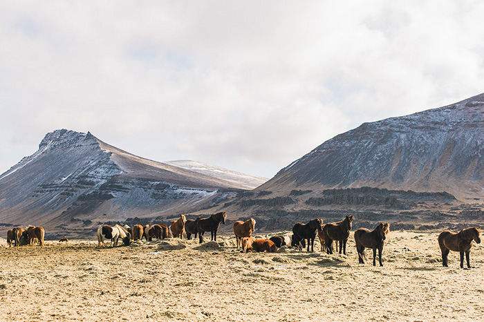 Iceland ponies