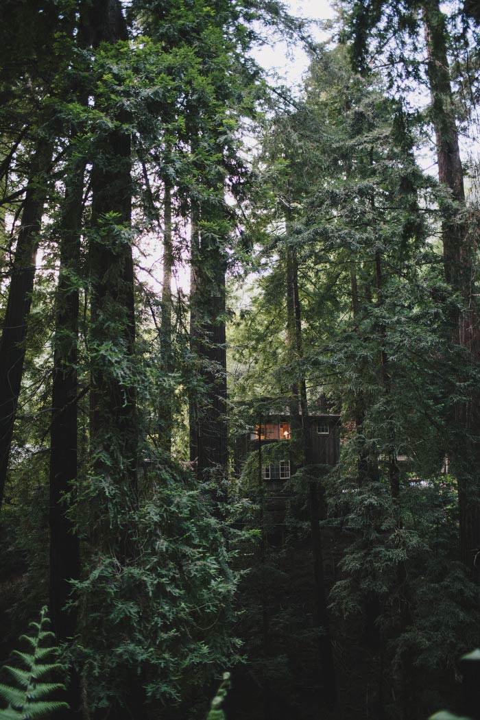 Big Sur forest