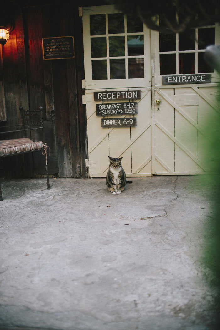 cottage cat