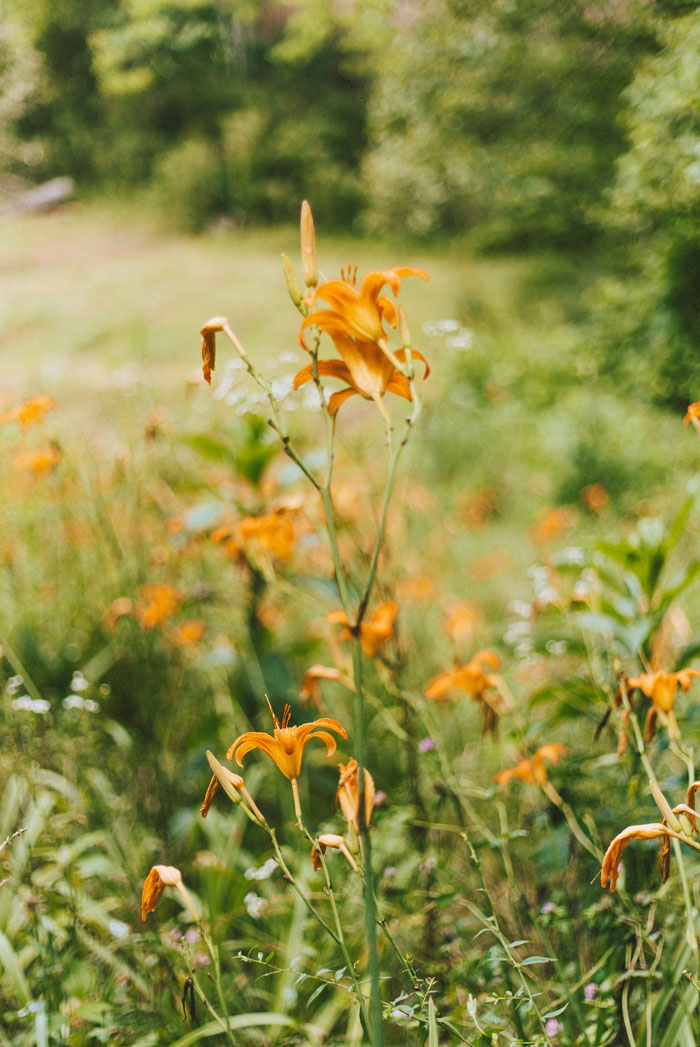 wildflowers