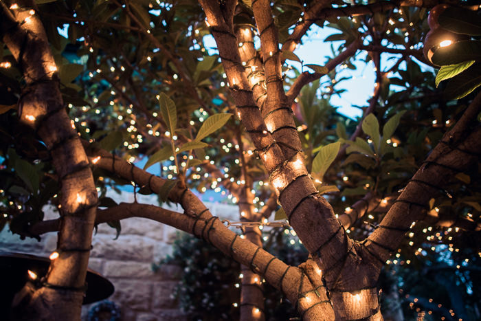 tree wrapped in twinkle lights