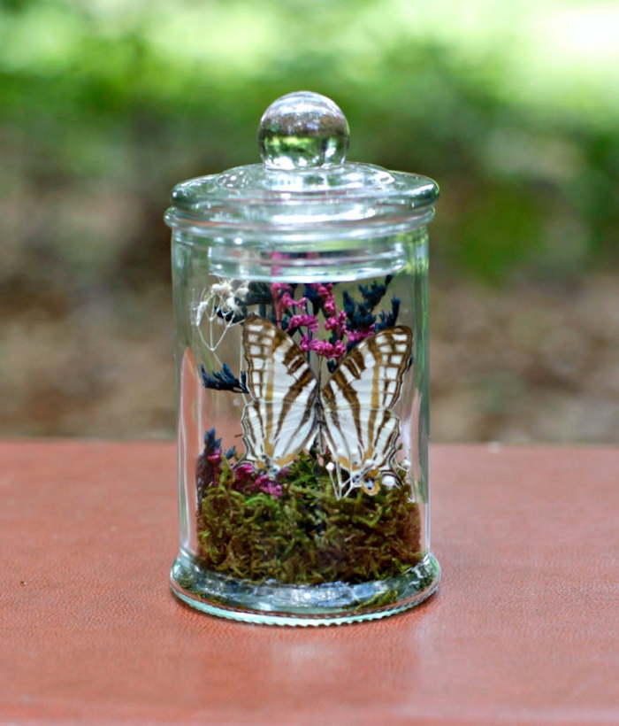 butterfly-terrarium