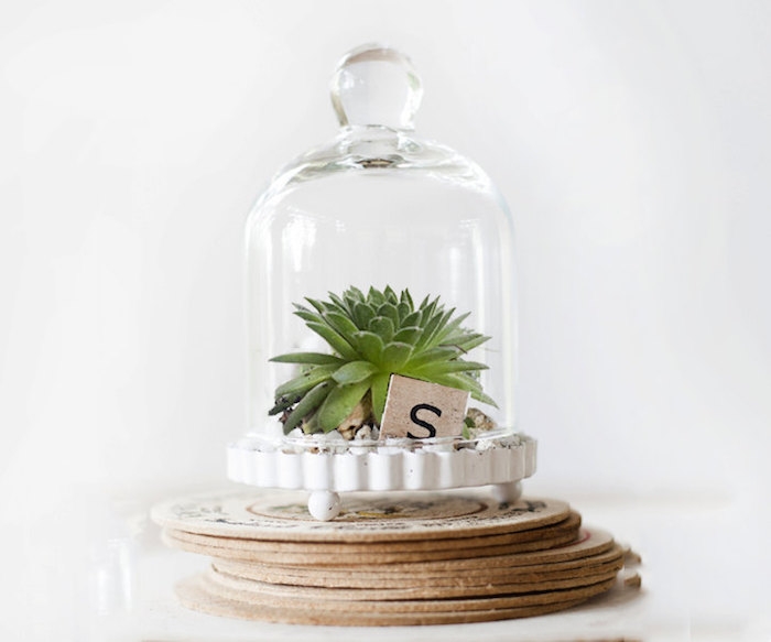 cloche-terrarium