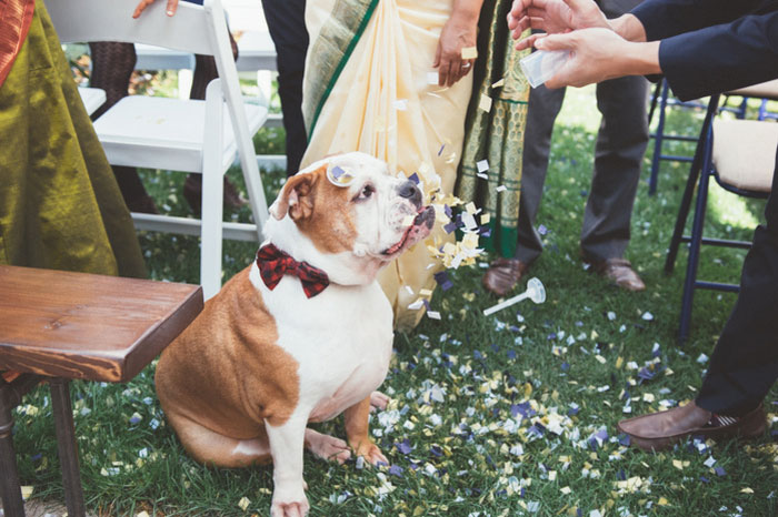 bulldog at wedding