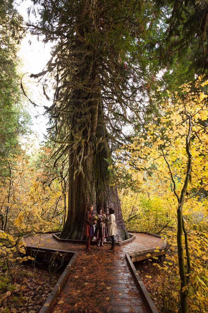 Mount Rainier elopement ceremony