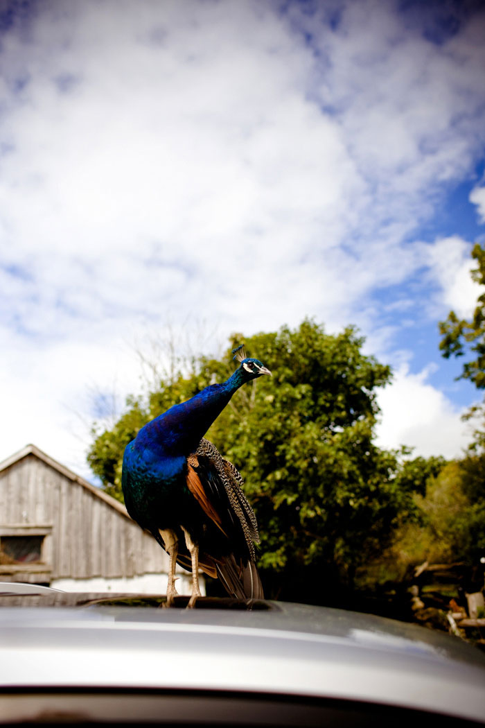 peacock on car